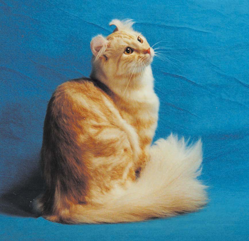 American Curl